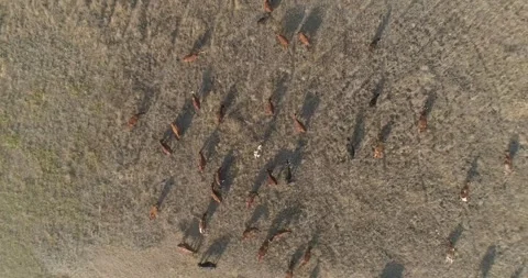 Cows in a meadow Stock Footage 312324591