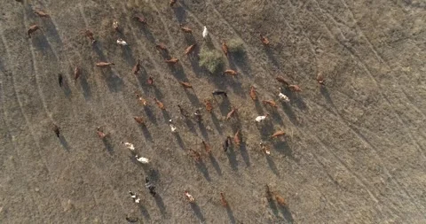 Cows in a meadow Stock Footage 312324593