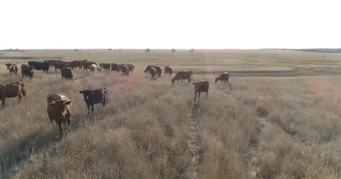 Cows in a meadow Stock Footage 312324613