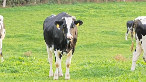 Cows on a meadow, grazing cows Stock Footage 108673482