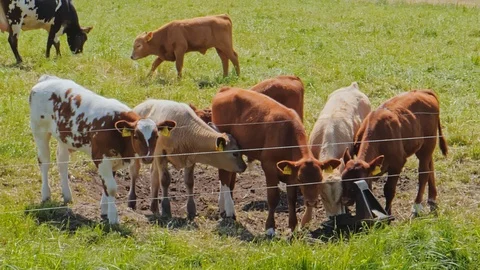 Cows on a meadow, grazing herd of cows Vídeo Stock 108475607