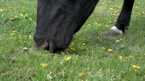 Cows in the meadow. Group of holstein cows in a meadow Stock Footage 278803512