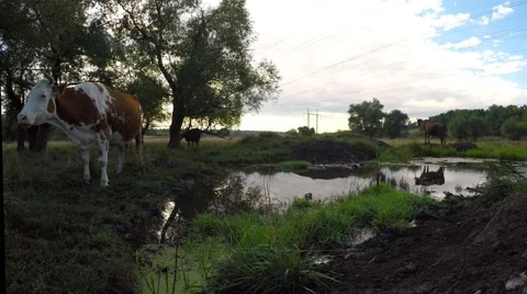 Cows in a meadow of marsh drink water. Video stock 54460085