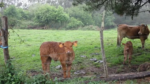 Cows in a meadow in the mountains Stock Footage 242756635