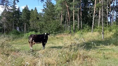 Cows in a meadow next to a forest Stock Footage 247054480