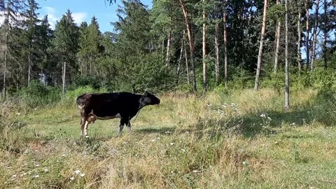 Cows in a meadow next to a forest Video stock 247054561