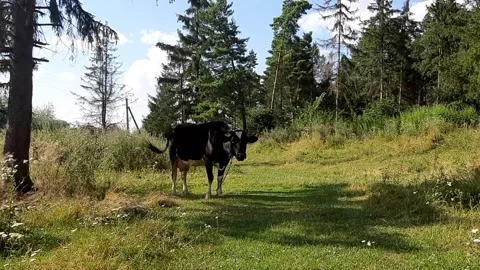 Cows in a meadow next to a forest Stock Footage 247054621