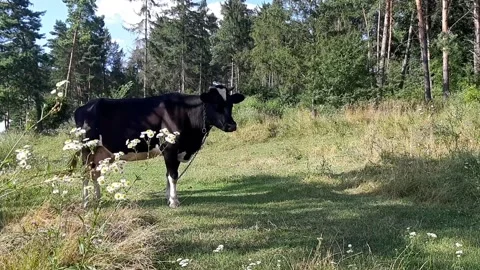 Cows in a meadow next to a forest Stock Footage 247054687
