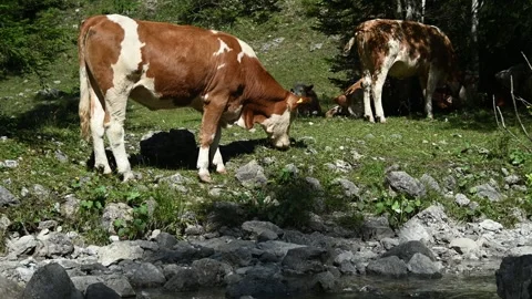 Cows on a meadow next to a mountain stream Stock-Footage 260834655