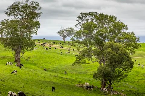 Cows on a meadow next to the  Wallaga Lake in New South Wales, Australia. Stock Photos