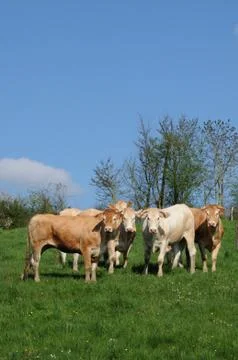 Cows in a meadow in Normandy Stock Photos