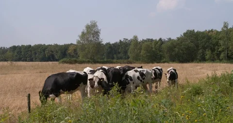 Cows in a meadow with only burnt grass in extreme hot summer Europe Vidéo 92742273