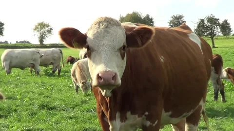 Cows in meadow outside Stock Footage 263678583