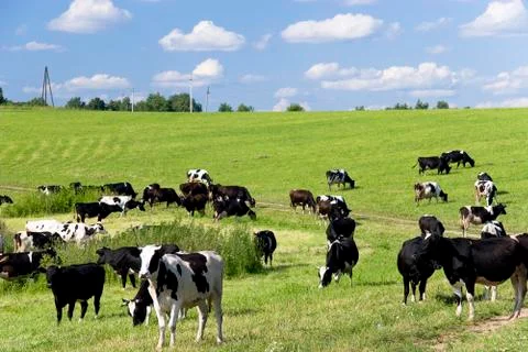 Cows on the meadow Stock Photos