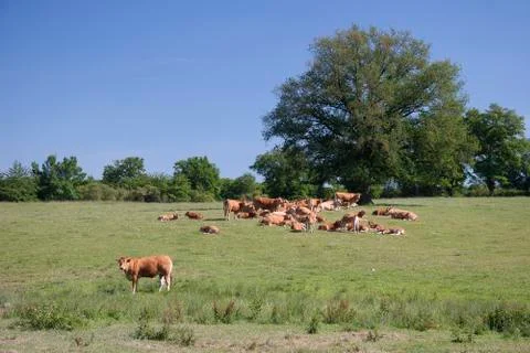 Cows on the meadow Stock Photos