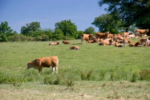 Cows on the meadow Stock Photos