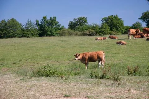 Cows on the meadow Stock Photos