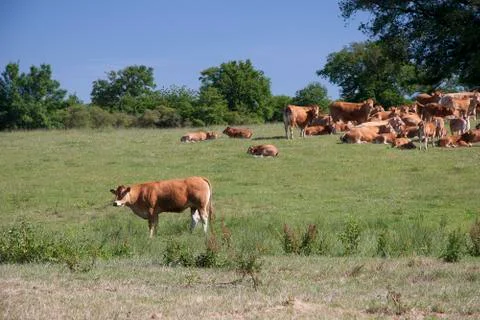 Cows on the meadow Stock Photos