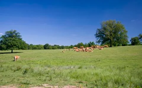 Cows on the meadow Stock Photos