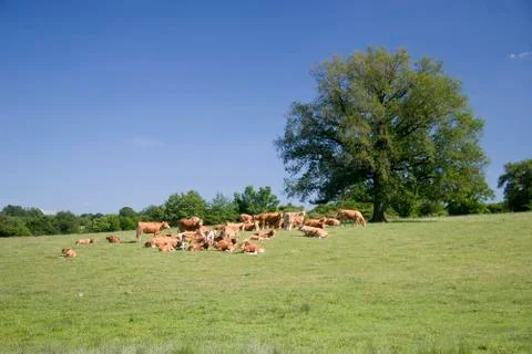 Cows on the meadow Stock Photos
