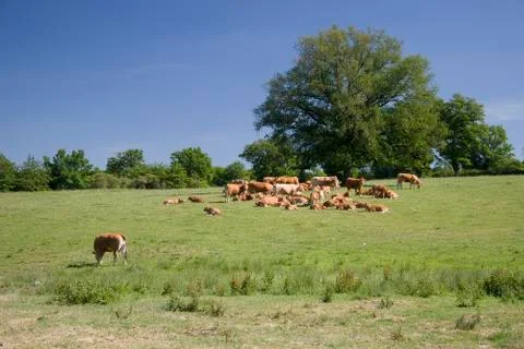 Cows on the meadow Stock Photos