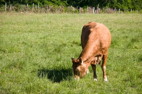 Cows on the meadow Stock Photos