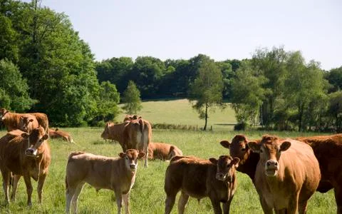 Cows on the meadow Stock Photos