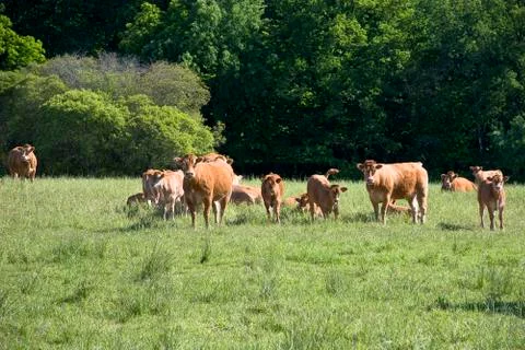 Cows on the meadow Stock Photos