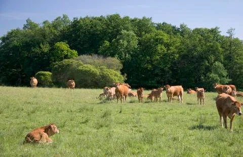 Cows on the meadow Stock Photos