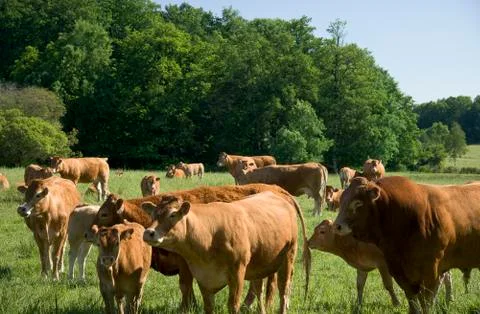 Cows on the meadow Stock Photos