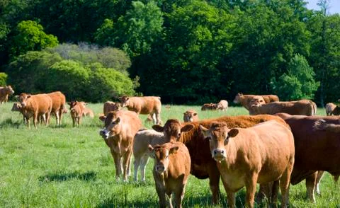 Cows on the meadow Stock Photos