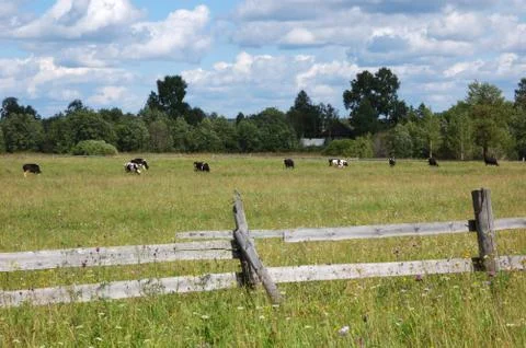 Cows on the meadow Stock Photos