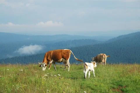 Cows on a meadow Stock Photos