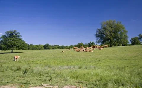 Cows on the meadow Stock Photos
