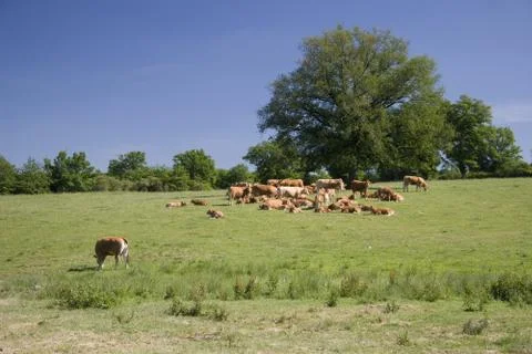 Cows on the meadow Stock Photos