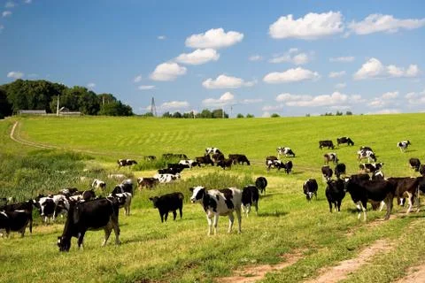 Cows on the meadow Stock Photos