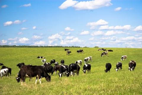 Cows on the meadow Stock Photos