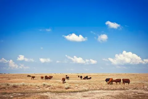 Cows in meadow Stock Photos