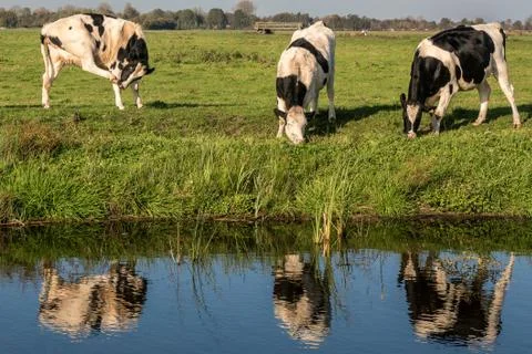 Cows in the meadow Stock Photos