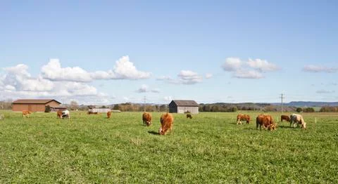 Cows on a meadow Stock Photos