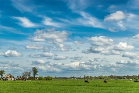 Cows in the meadow Stock Photos