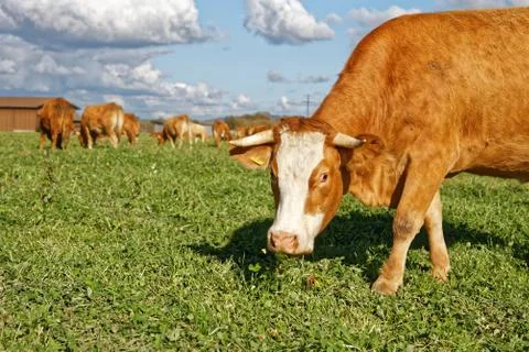 Cows on a meadow Stock Photos