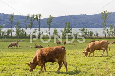 Cows on a meadow Stock Photos
