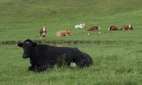 Cows in a meadow Photos