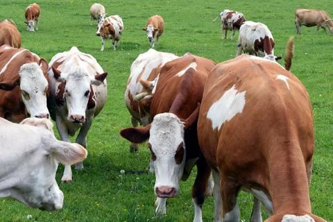 Cows on meadow Stock Photos