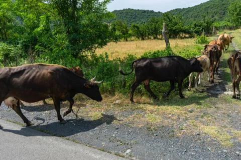 Cows in the meadow Stock Photos