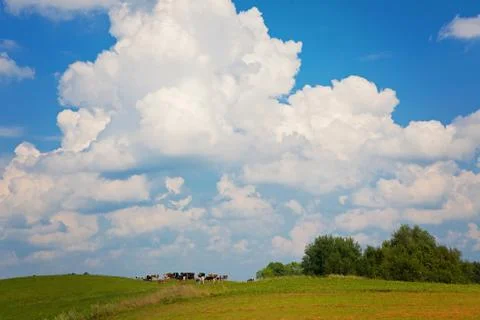 Cows in the meadow Stock Photos