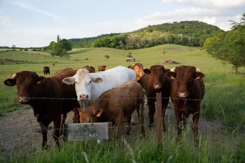 Cows in meadow Stock Photos