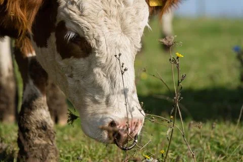 Cows on a meadow Stock Photos