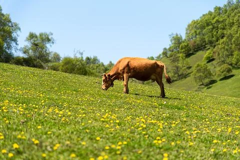 Cows in a Meadow Stock Photos